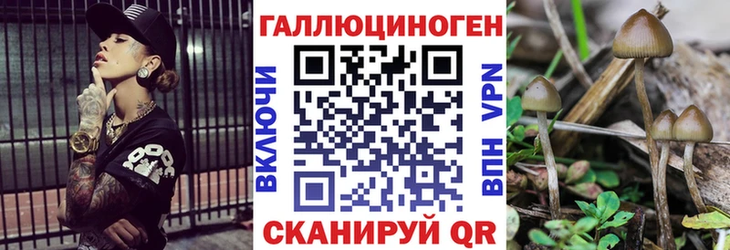 Псилоцибиновые грибы Psilocybine cubensis Черногорск
